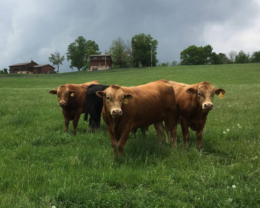 Cows in a field with gray clouds